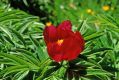 Peonia officinalis