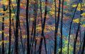 Faggeta in autunno