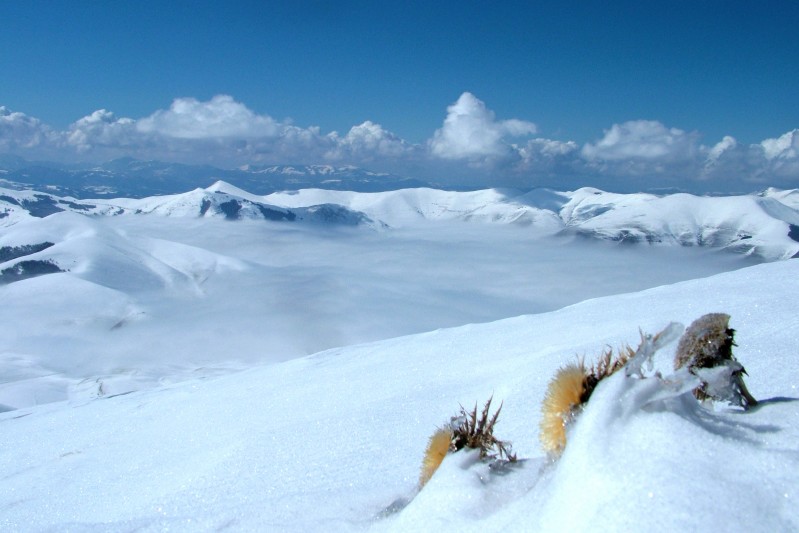 Carlina acaulis e nubi