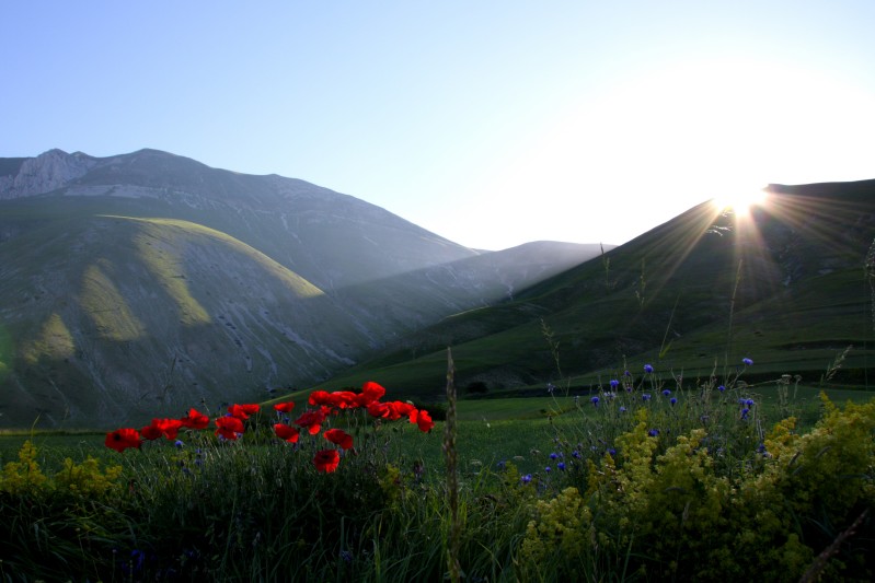 Alba
