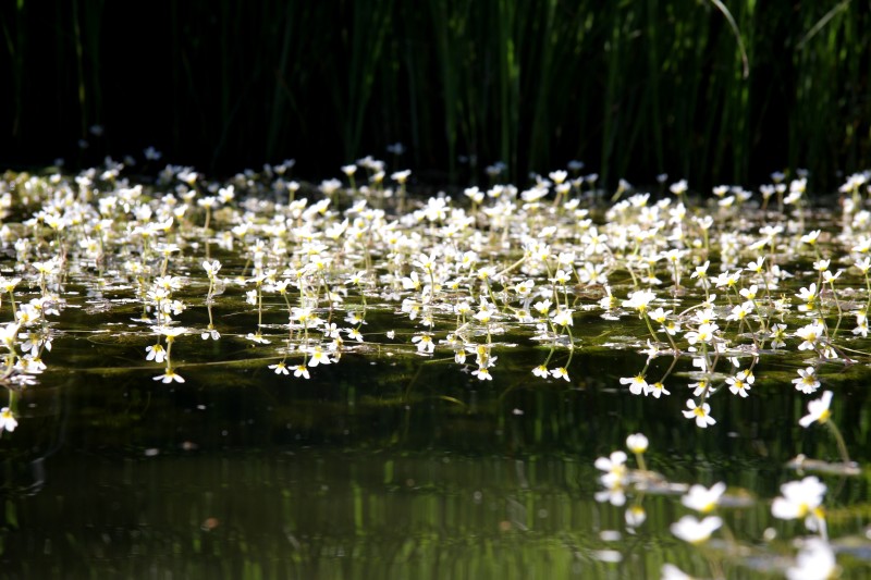 Ranunculus aquatilis