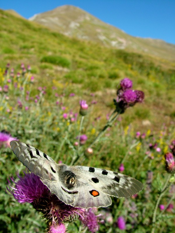 Parnassius apollo