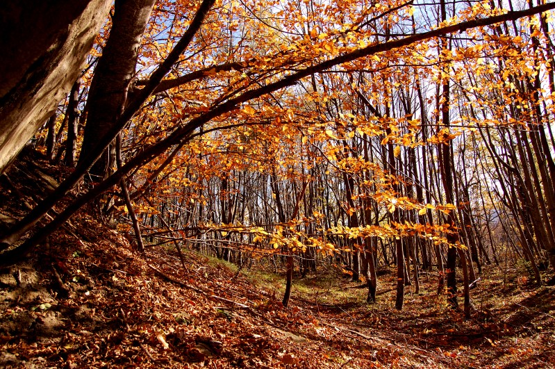 Colori d'autunno