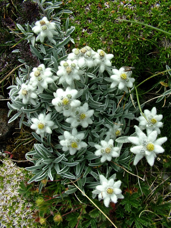 Leontopodium Nivale app.