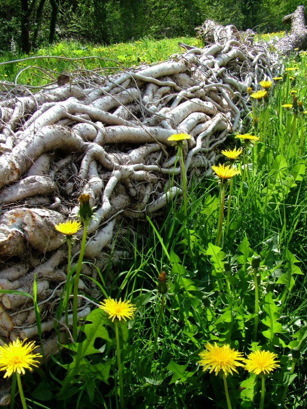Morte e vita in primavera