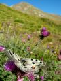 Parnassius apollo