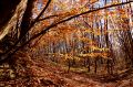 Colori d'autunno