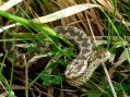 Vipera ursinii