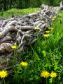 Morte e vita in primavera