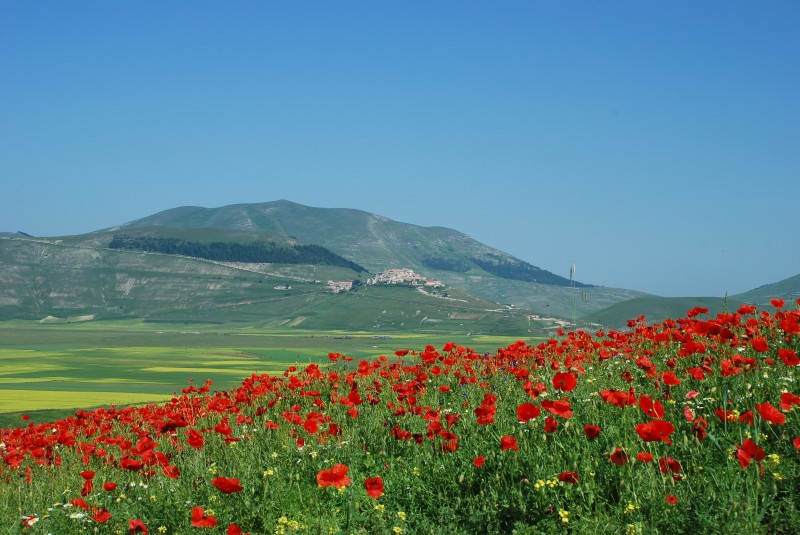 Castelluccio - Fioritura