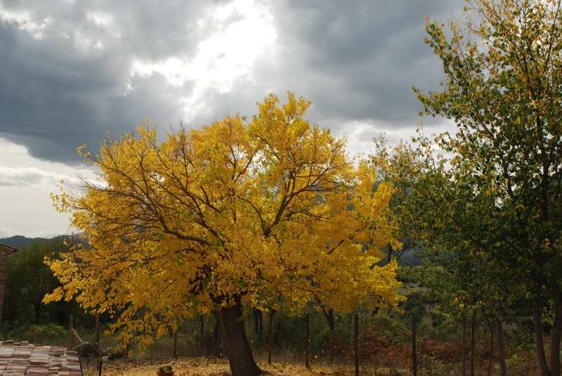 Gelso d'autunno