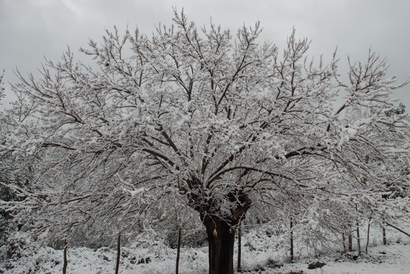 Gelso d'inverno