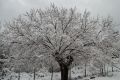 Gelso d'inverno