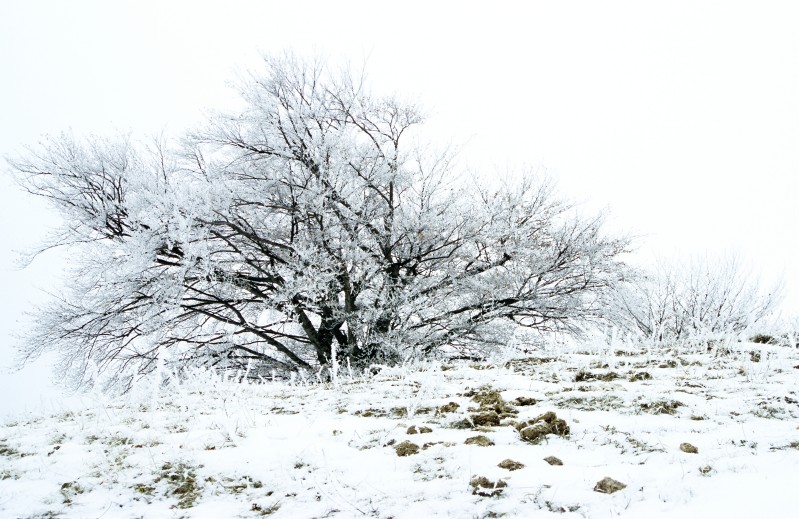 Faggio innevato