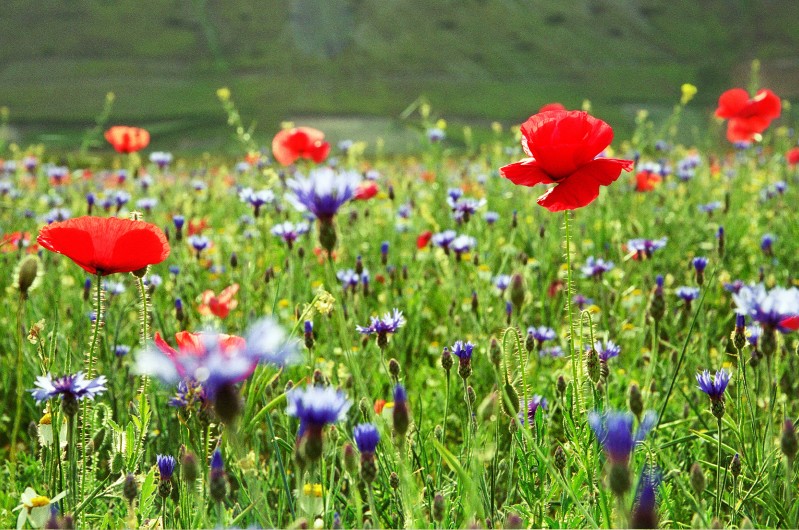 Papaveri e Fiordalisi 