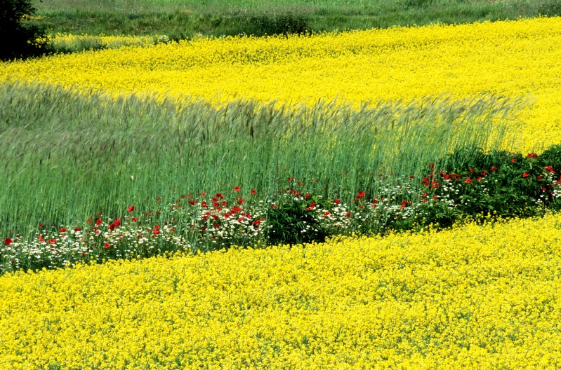 Fioritura