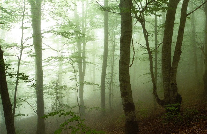 Nebbia nel faggeto