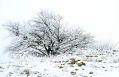 Faggio innevato