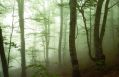 Nebbia nel faggeto