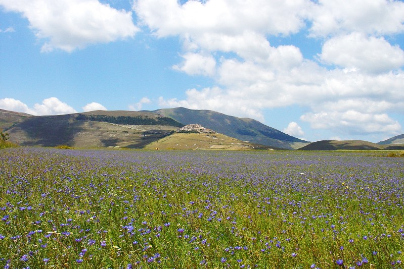 Spread of Violet