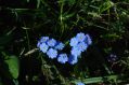 Sibillini Heart