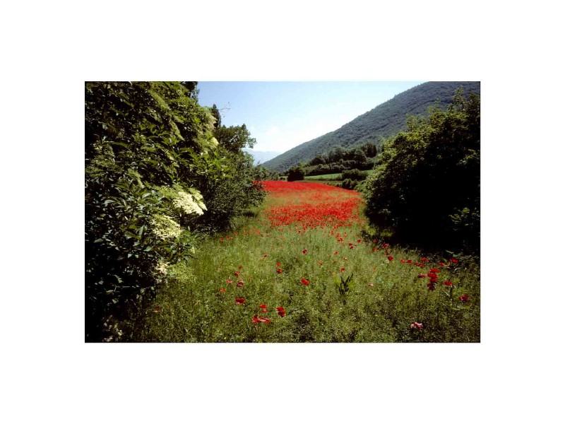 Primavera