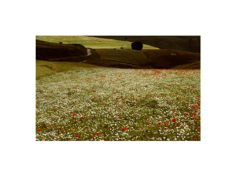 Primavera