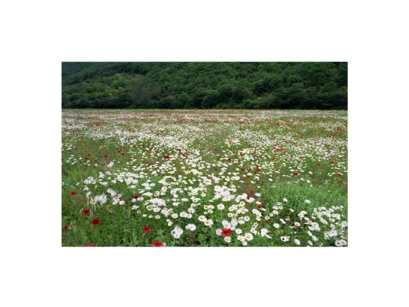 Primavera