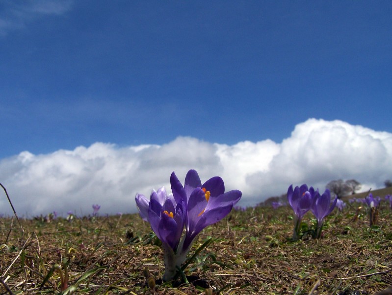 crochi scalano il cielo