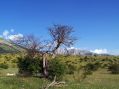 albero solitario