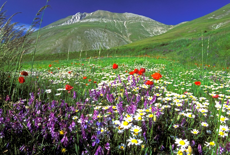 Primavera