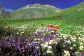 Primavera