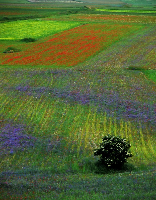 Fioritura
