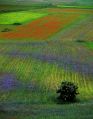 Fioritura