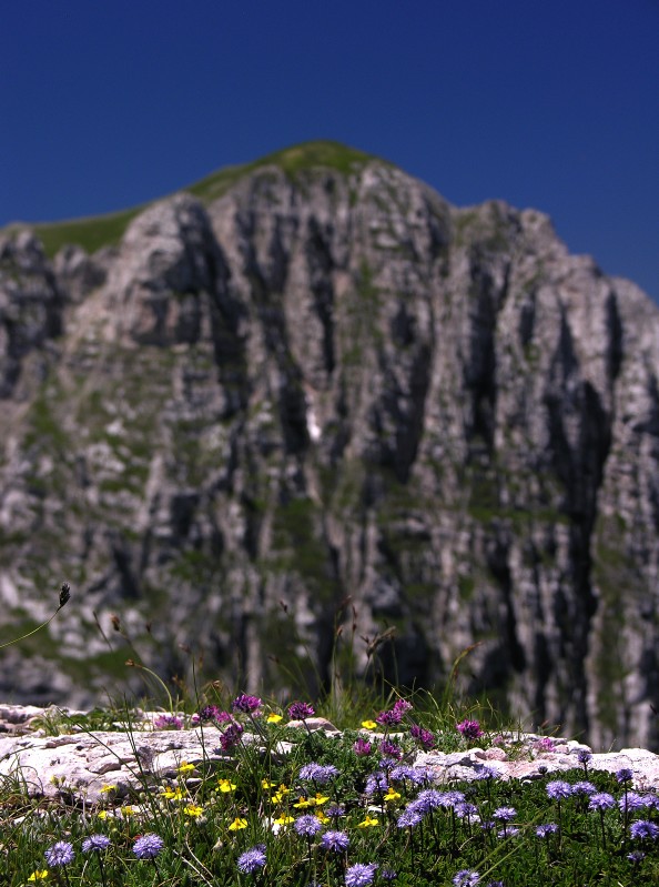 Fiori del Bove