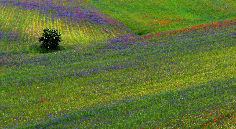Missoni