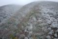 Prima neve