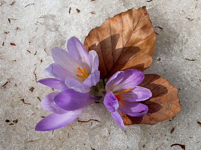 Crocus