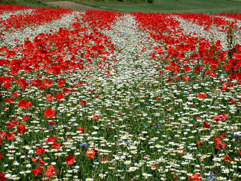 Linee bianco rosso