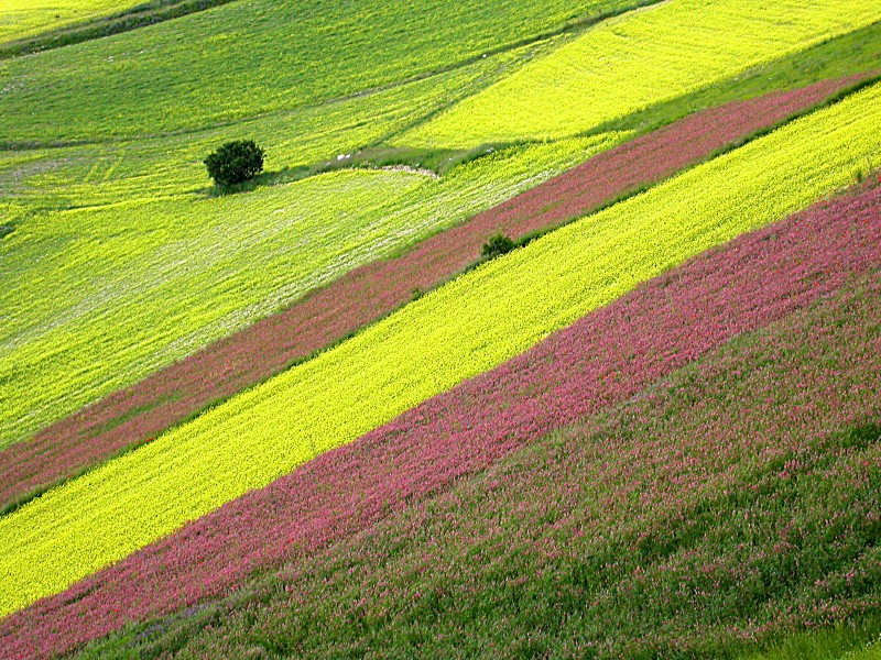 Colore al Pian Perduto