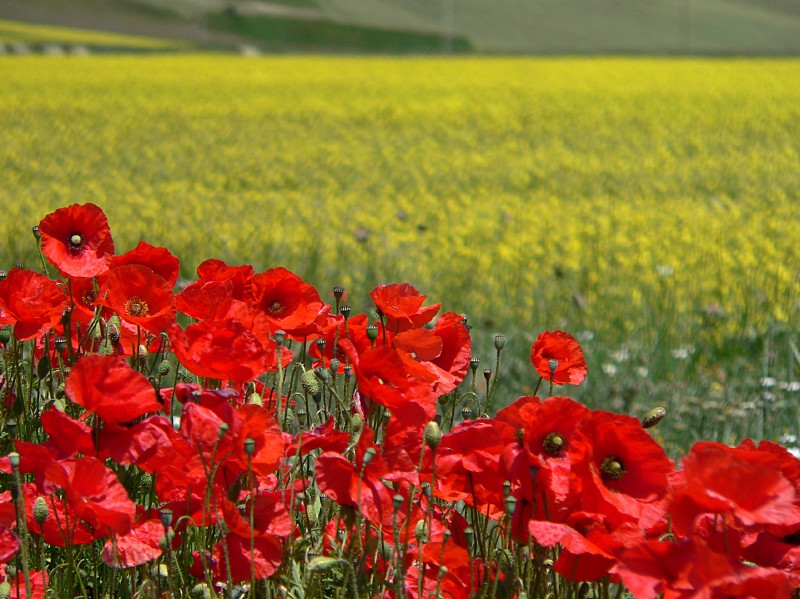 Rosso su giallo