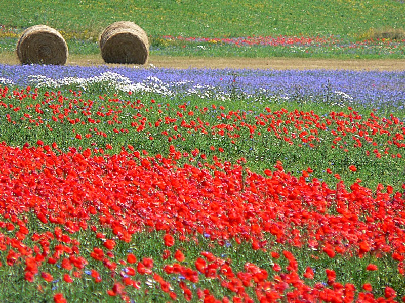 Colori d'estate