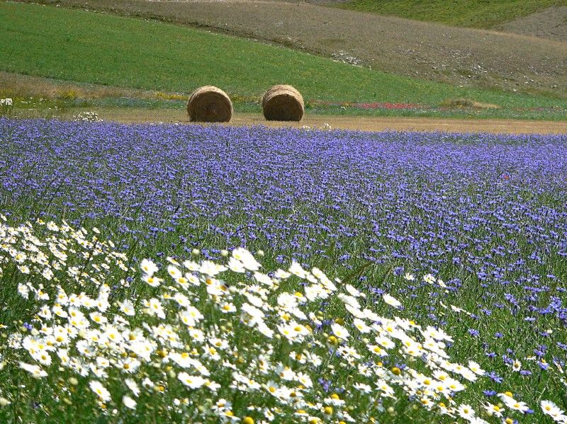 Colori d'estate