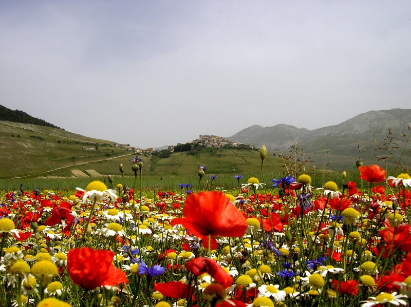 Castelluccio re dei Fiori