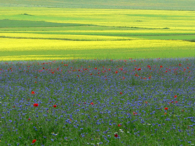 Sfumature di colore