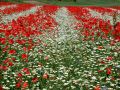 Linee bianco rosso
