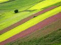 Colore al Pian Perduto