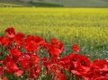 Rosso su giallo