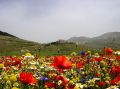 Castelluccio re dei Fiori