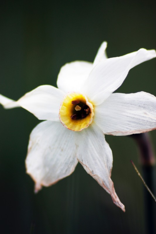 Fiore